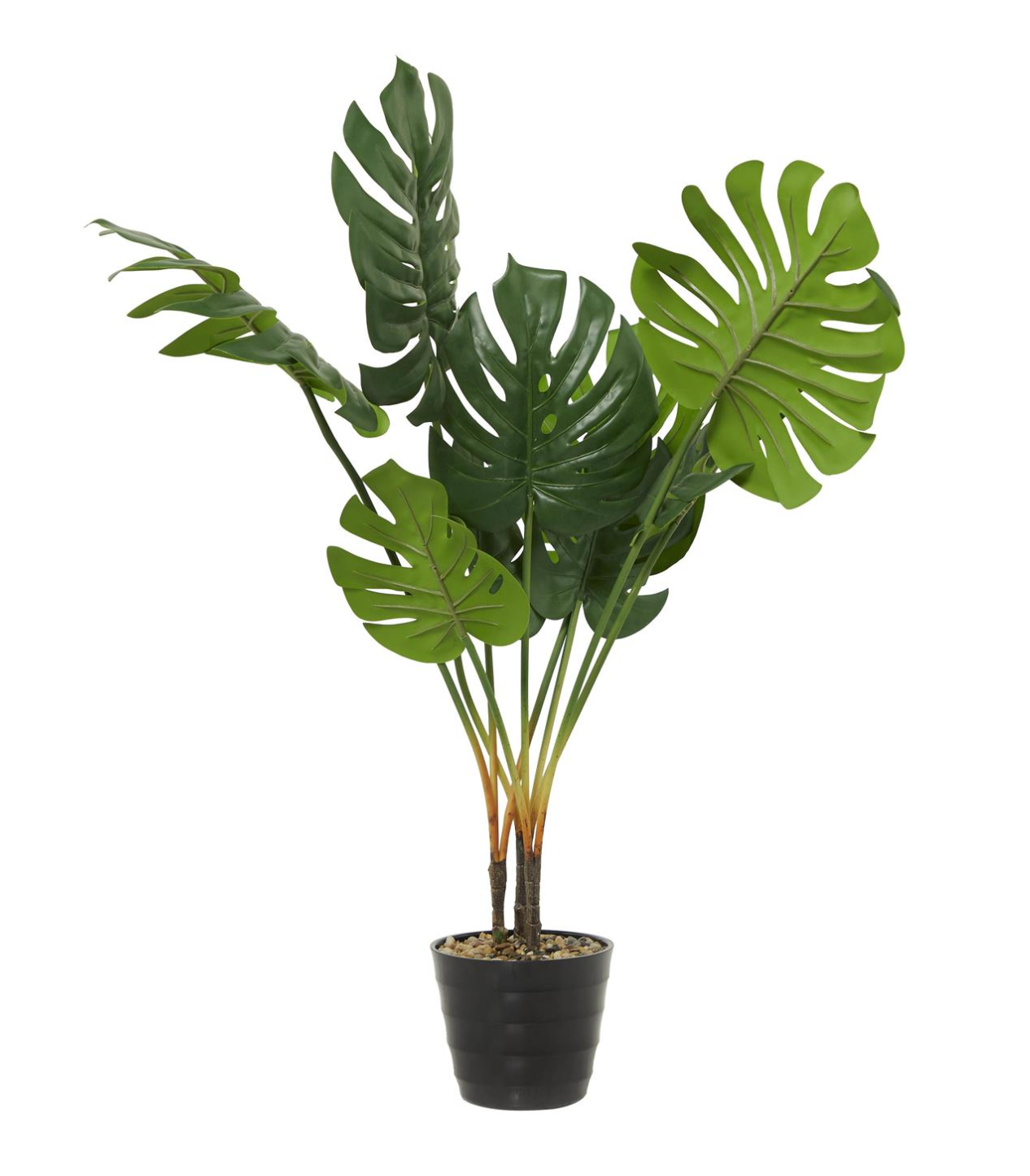 Planta Monstera