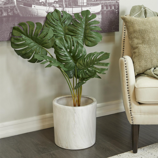 Planta Monstera
