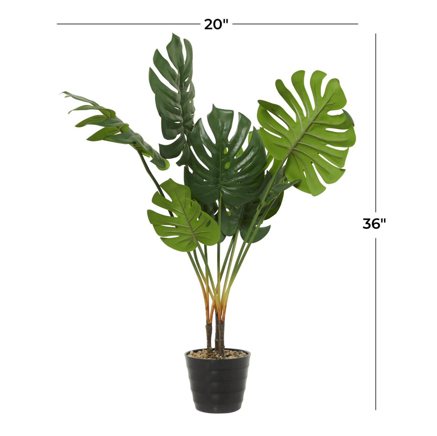 Planta Monstera